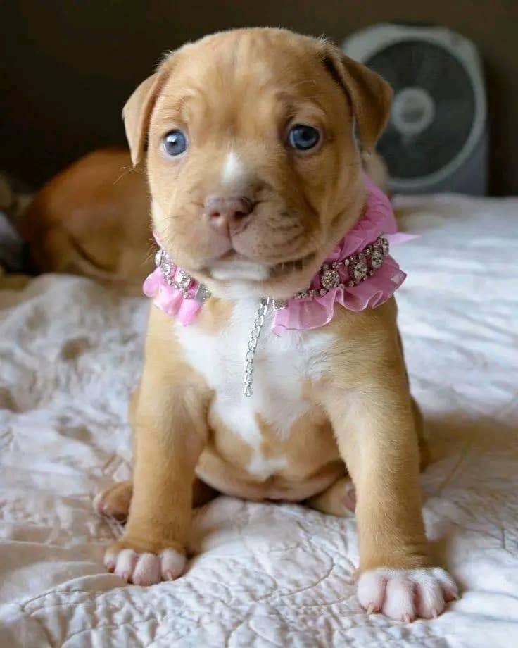 Bella - Female Pit Bull puppy available for adoption near me