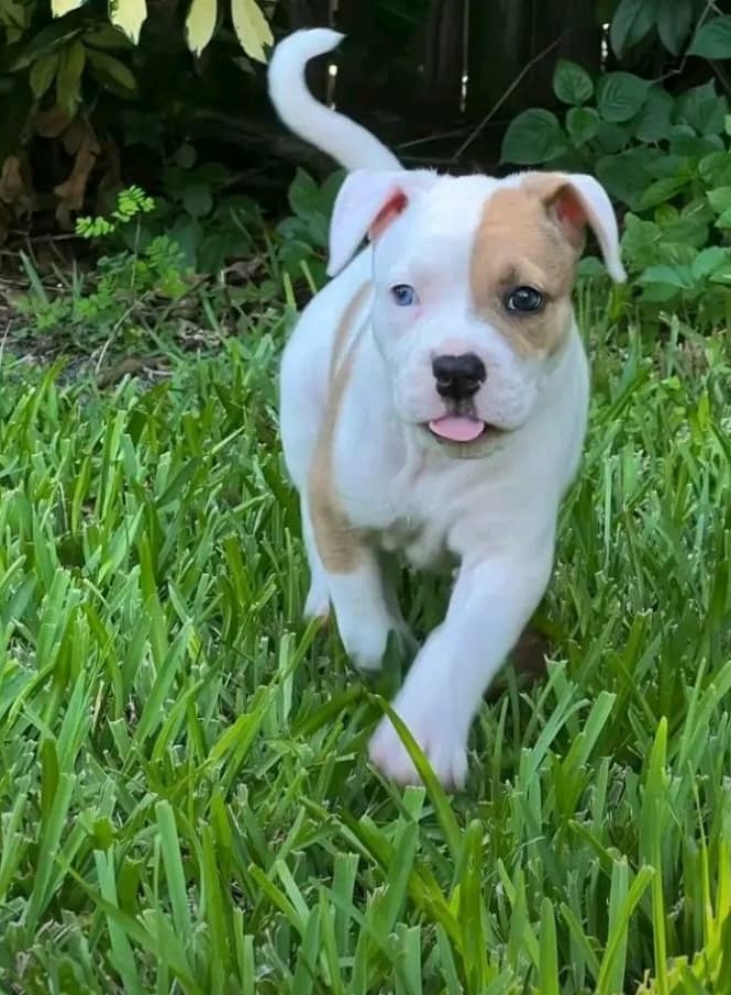 Thor - Male Pit Bull puppy ready for adoption, trained for early socialization