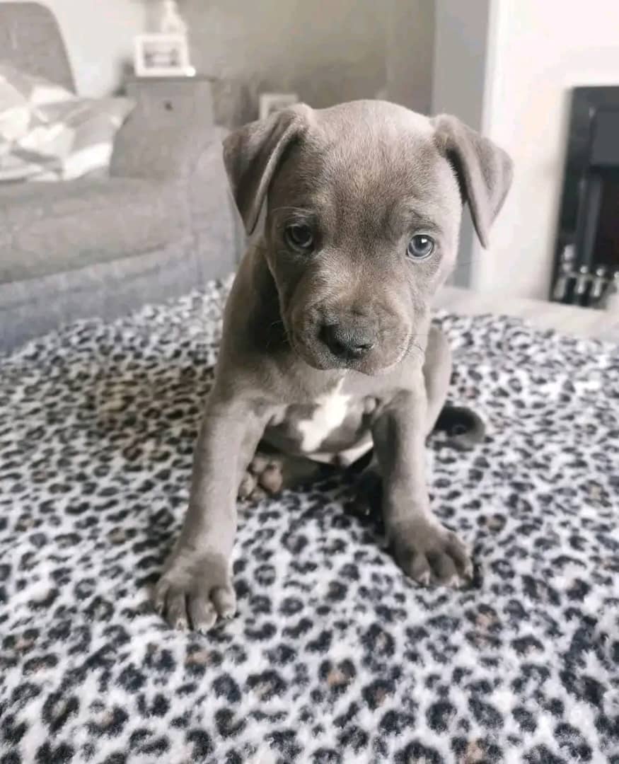 Ginger - Female Pit Bull puppy with calm temperament available for adoption