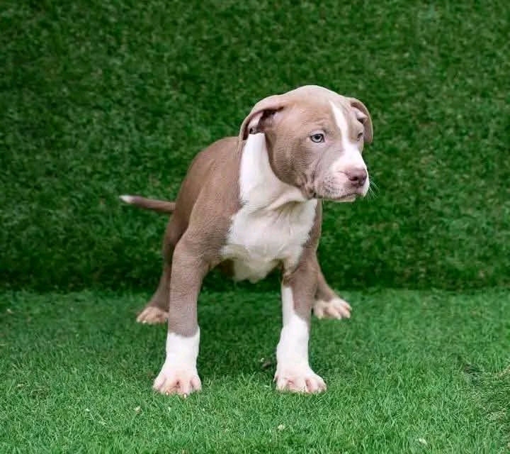 Lexi - Male Pit Bull puppy with great temperament available for adoption