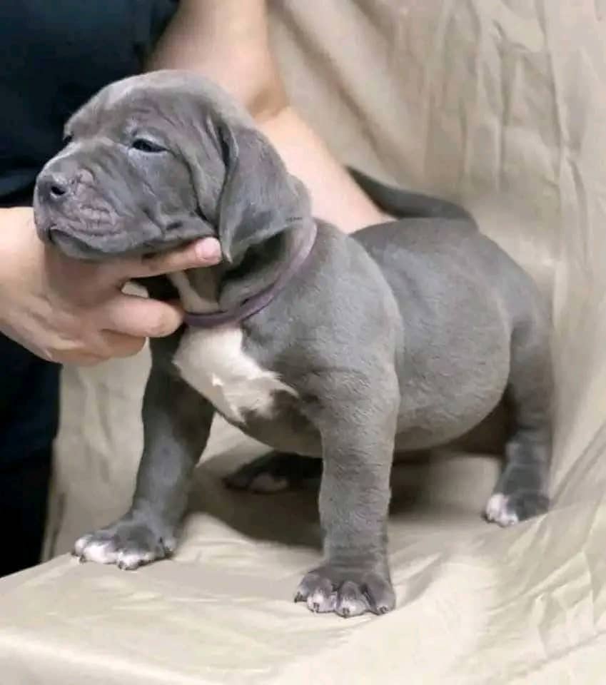 Ozzy - Healthy male Pit Bull puppy available for adoption