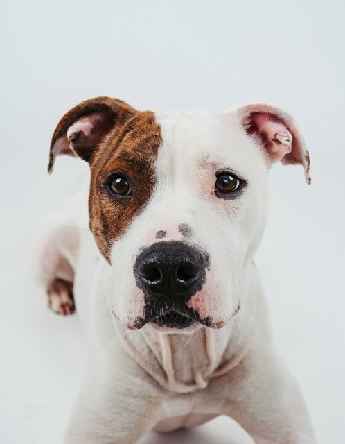 Cece - Playful Pit Bull puppy with loving temperament