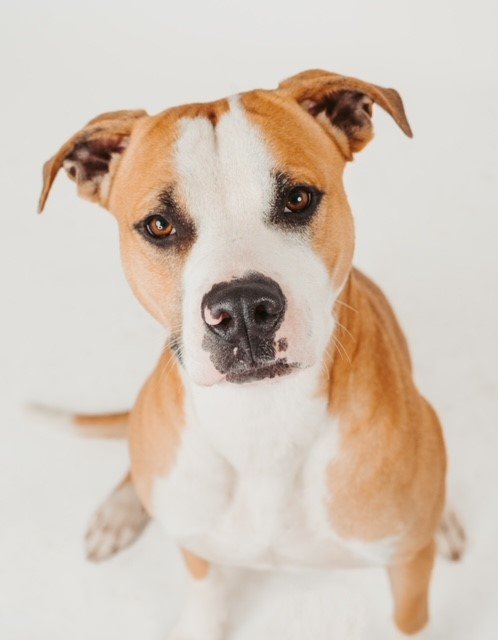 Flash - Energetic American Pit Bull Terrier puppy