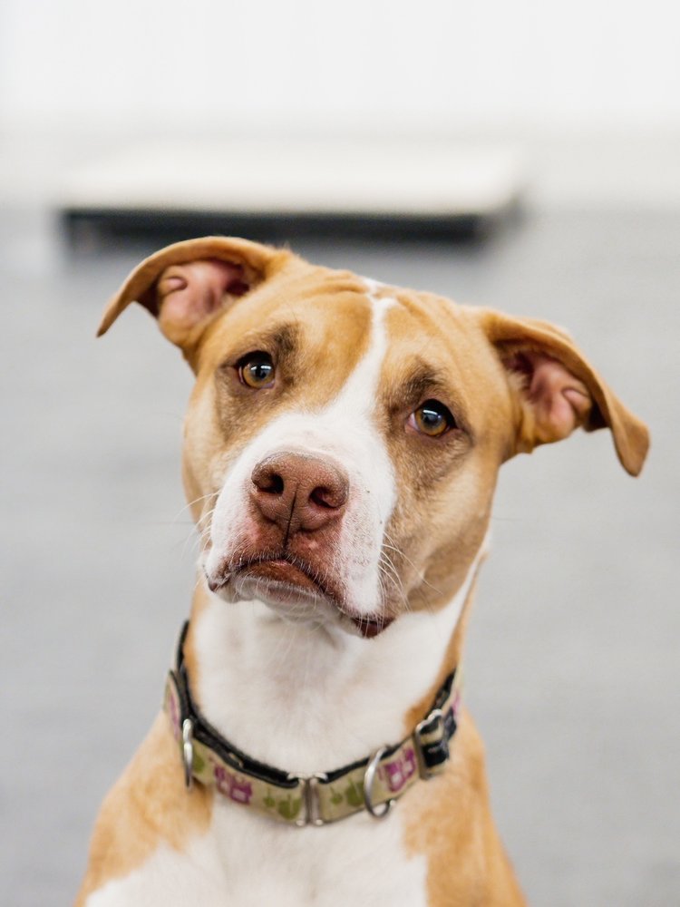 Koa - Gentle and calm Pit Bull puppy ideal for families