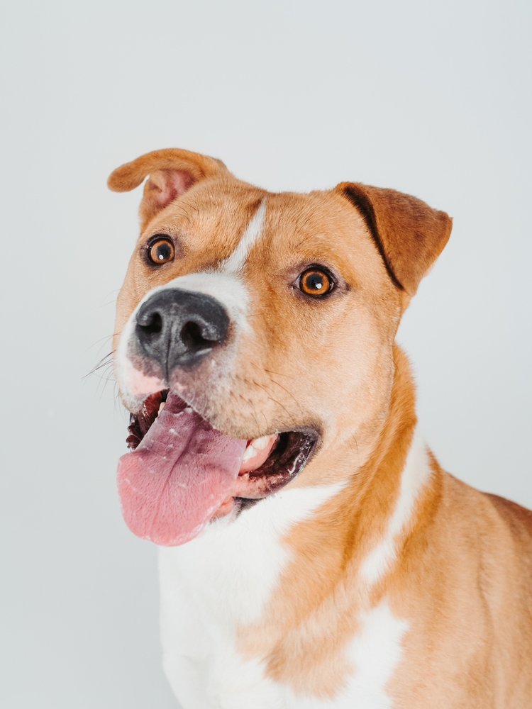 Dozer - Healthy Pit Bull puppy available for adoption