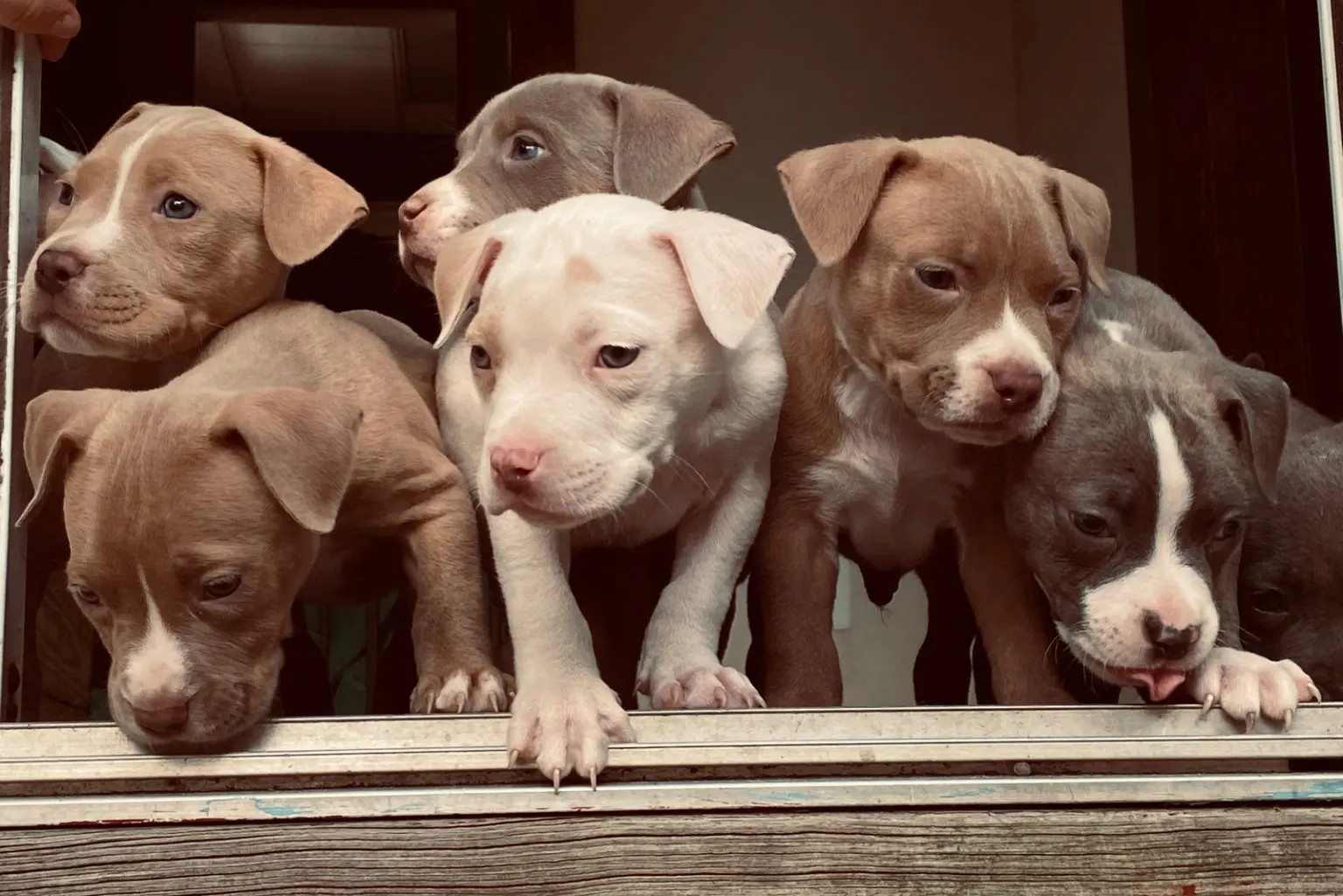 Instagram Post featuring Pit Bull puppies